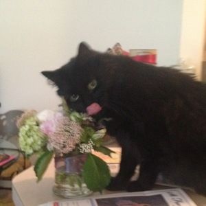 Meet your Posher, Mercedes